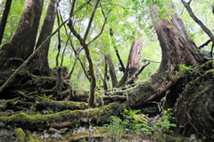 ヤクスギランド