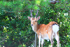 屋久鹿